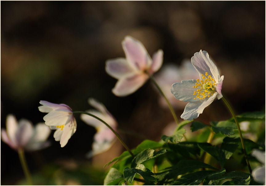 Buschwindröschen, weiss (Anemone nemorosa)