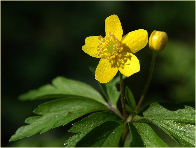 Buschwindröschen, gelb (Anemone ranunculoides)