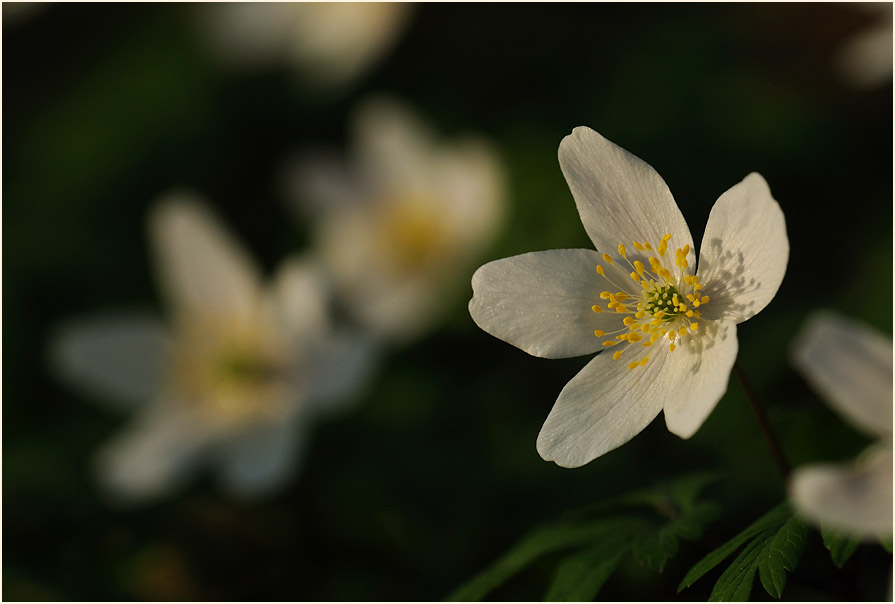 Buschwindröschen, weiss (Anemone nemorosa)