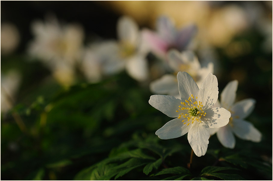 Buschwindröschen, weiss (Anemone nemorosa)