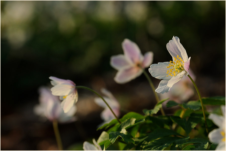 Buschwindröschen, weiss (Anemone nemorosa)