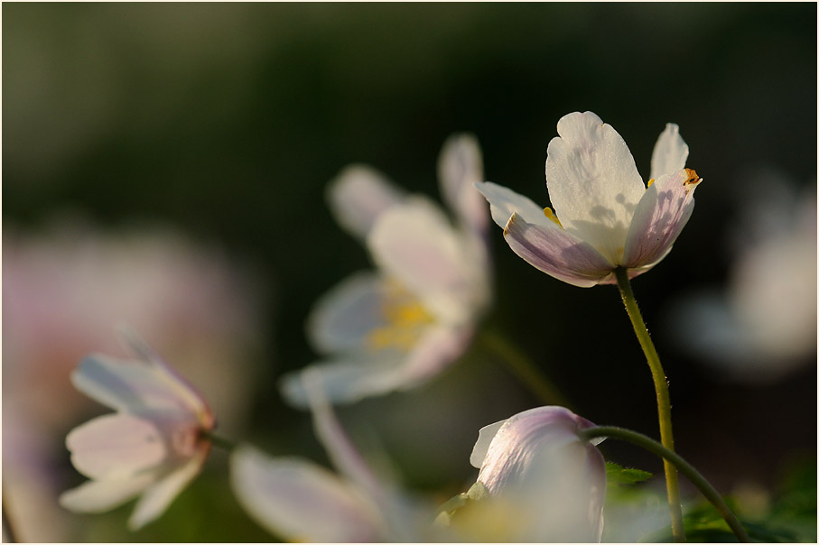 Buschwindröschen, weiss (Anemone nemorosa)