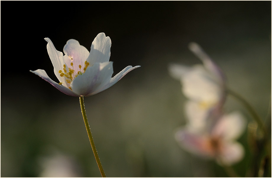 Buschwindröschen, weiss (Anemone nemorosa)