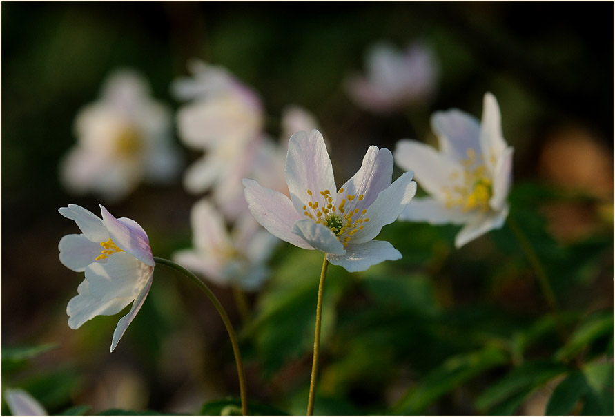 Buschwindröschen, weiss (Anemone nemorosa)