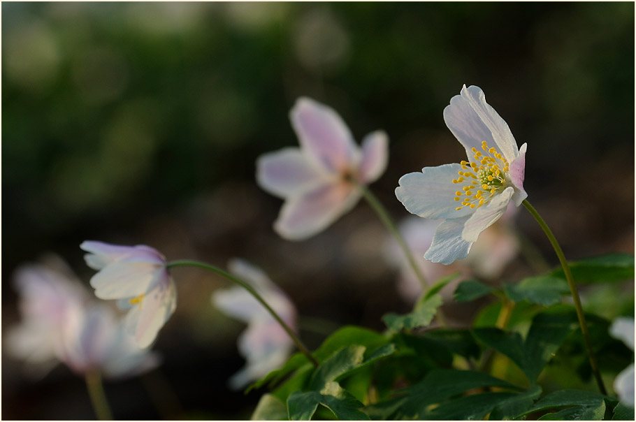 Buschwindröschen, weiss (Anemone nemorosa)