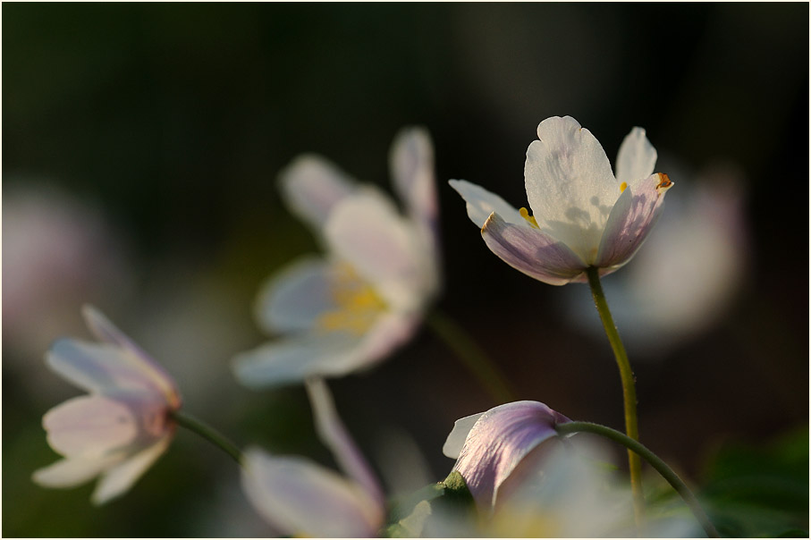 Buschwindröschen, weiss (Anemone nemorosa)