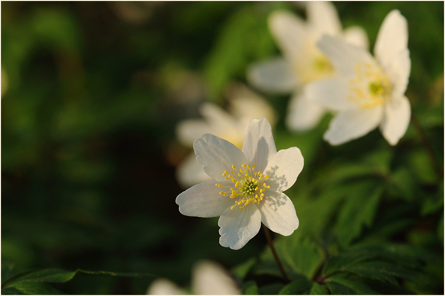 Buschwindröschen, weiss (Anemone nemorosa)