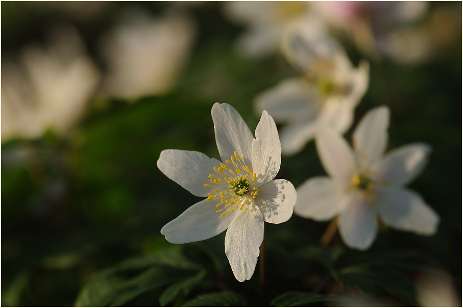 Buschwindröschen, weiss (Anemone nemorosa)