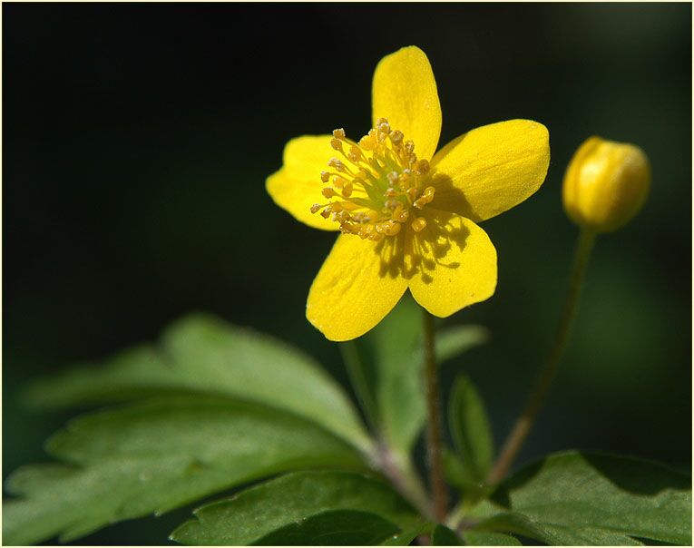 Buschwindröschen, gelb (Anemone ranunculoides)