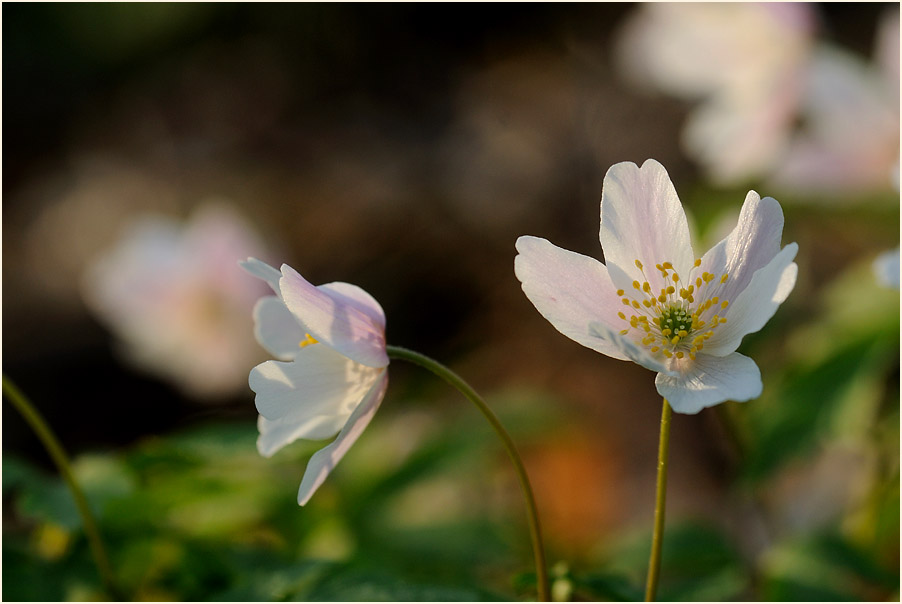 Buschwindröschen, weiss (Anemone nemorosa)