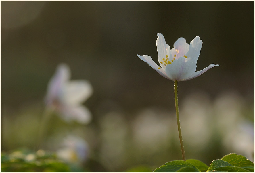 Buschwindröschen, weiss (Anemone nemorosa)