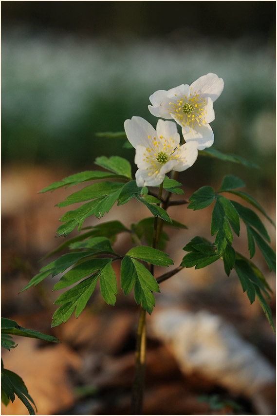 Buschwindröschen, weiss (Anemone nemorosa)