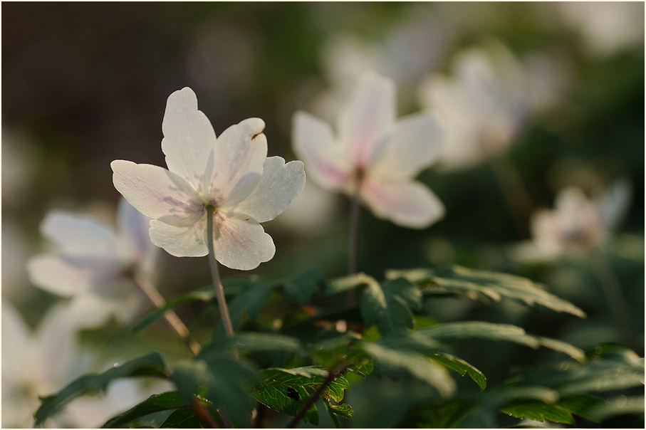 Buschwindröschen, weiss (Anemone nemorosa)