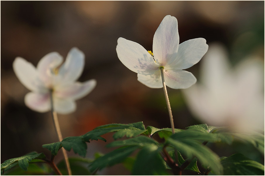 Buschwindröschen, weiss (Anemone nemorosa)