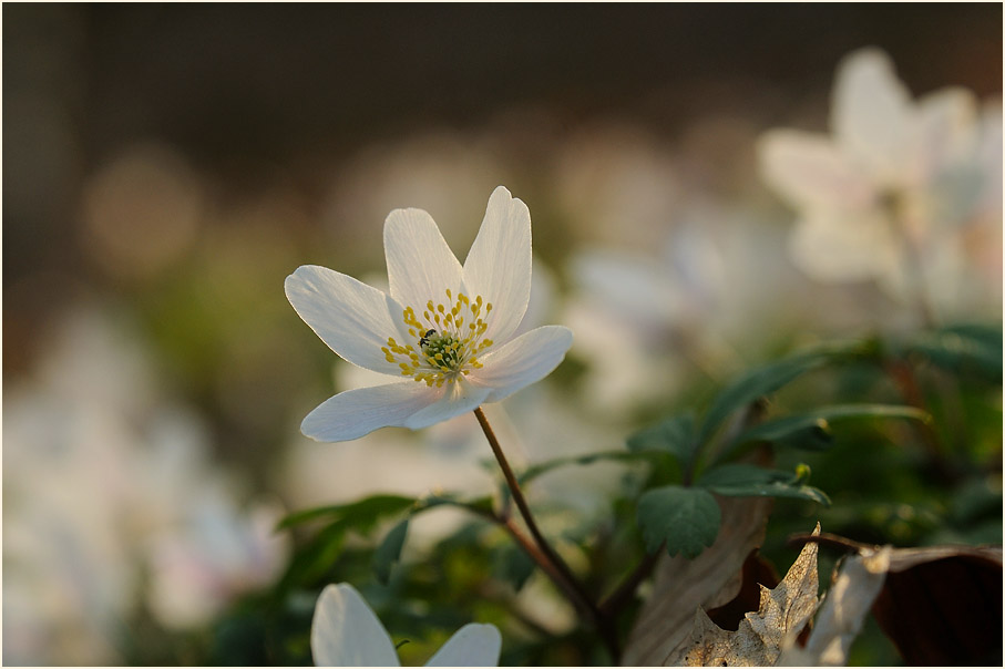 Buschwindröschen, weiss (Anemone nemorosa)