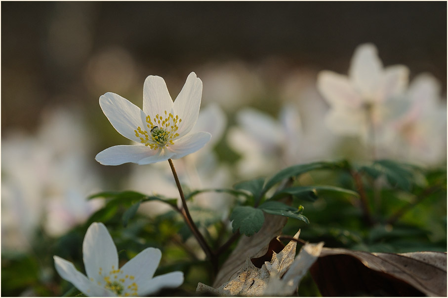 Buschwindröschen, weiss (Anemone nemorosa)