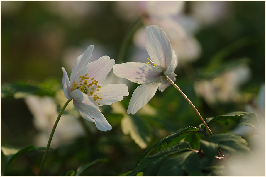 Buschwindröschen, weiss (Anemone nemorosa)