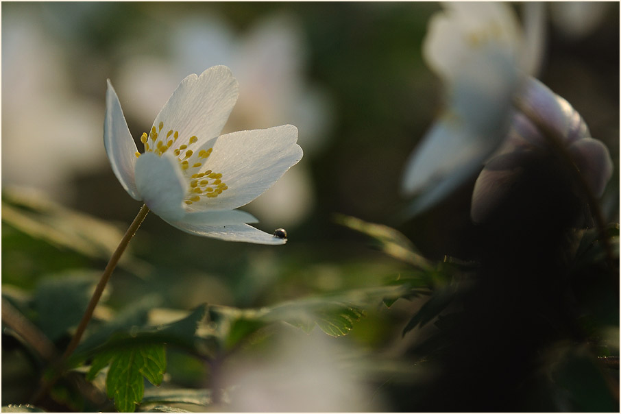 Buschwindröschen, weiss (Anemone nemorosa)