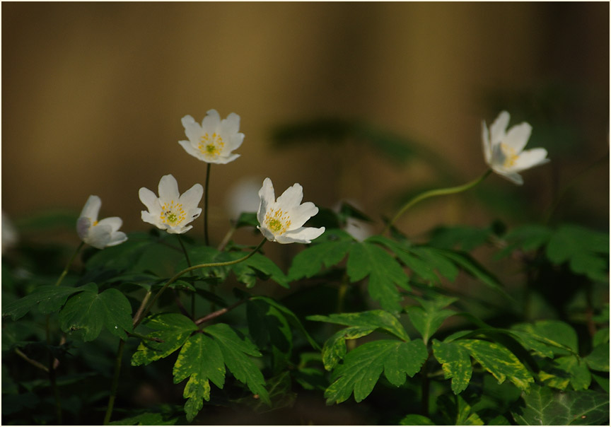 Buschwindröschen, weiss (Anemone nemorosa)