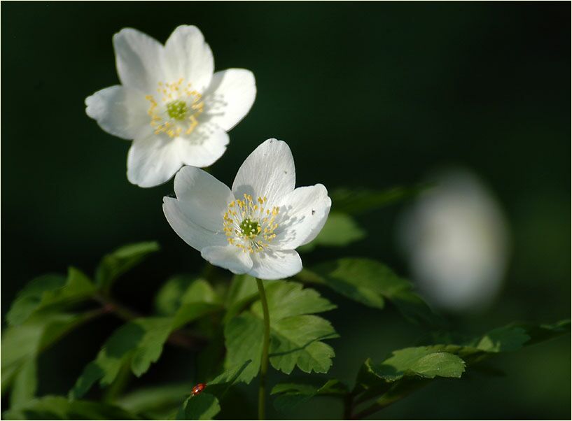 Buschwindröschen, weiss (Anemone nemorosa)