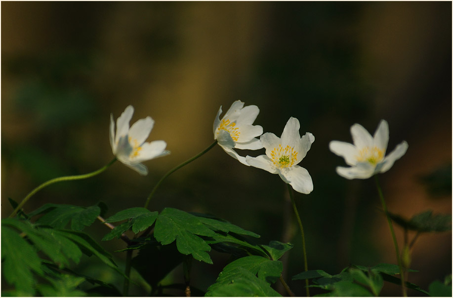 Buschwindröschen, weiss (Anemone nemorosa)