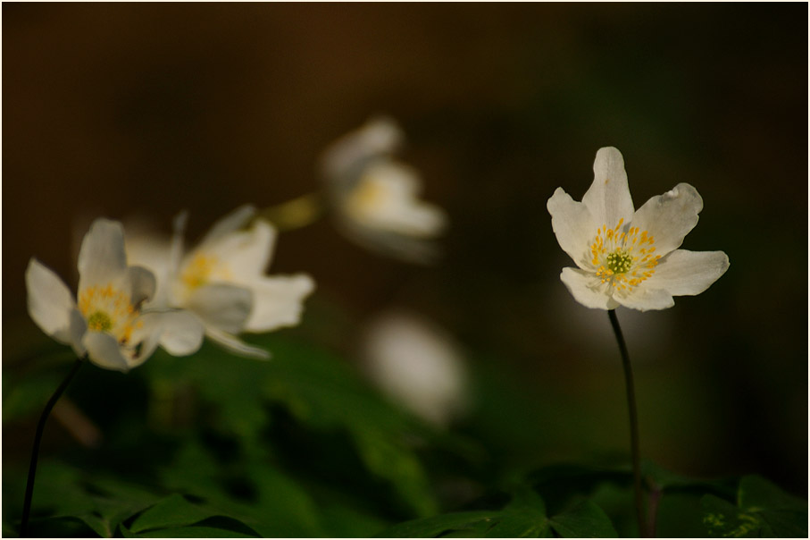 Buschwindröschen, weiss (Anemone nemorosa)