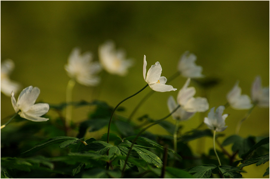 Buschwindröschen, weiss (Anemone nemorosa)