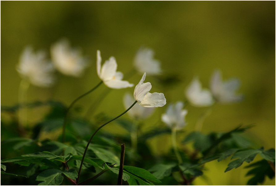 Buschwindröschen, weiss (Anemone nemorosa)