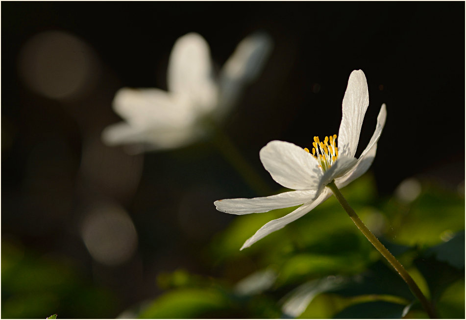 Buschwindröschen, weiss (Anemone nemorosa)