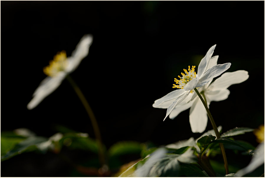 Buschwindröschen, weiss (Anemone nemorosa)