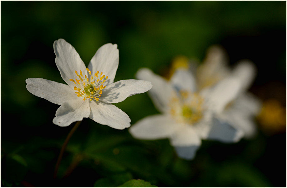 Buschwindröschen, weiss (Anemone nemorosa)