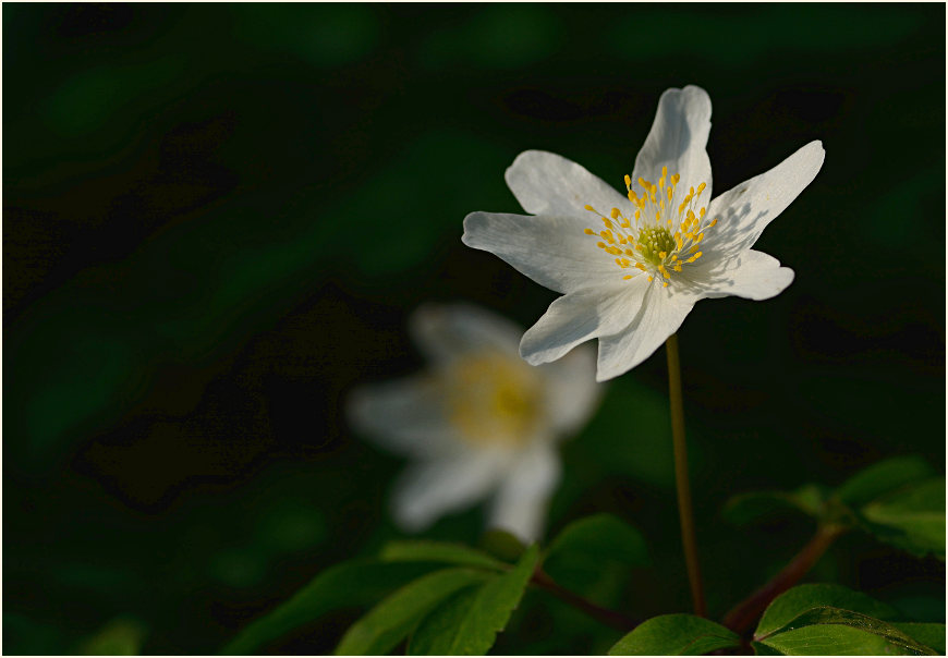 Buschwindröschen, weiss (Anemone nemorosa)