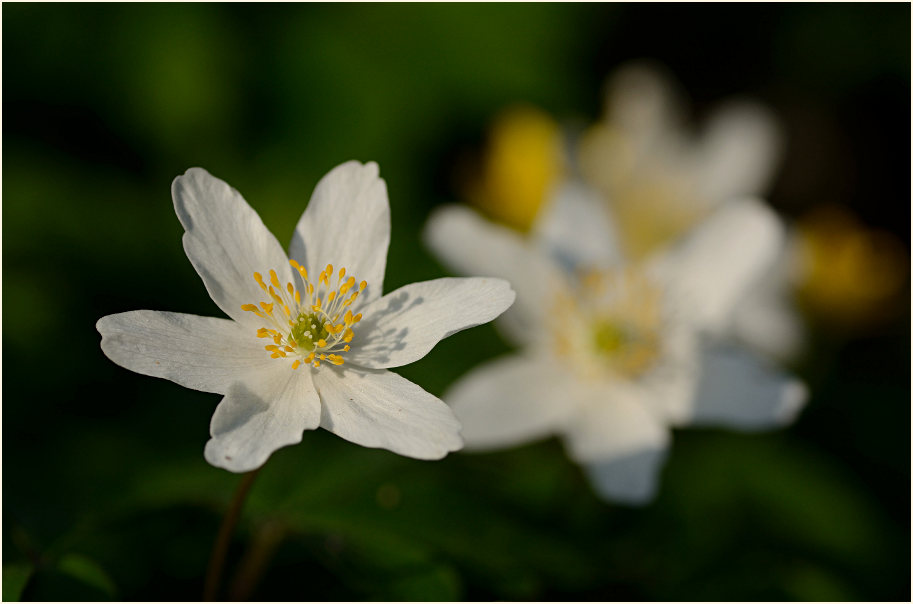 Buschwindröschen, weiss (Anemone nemorosa)