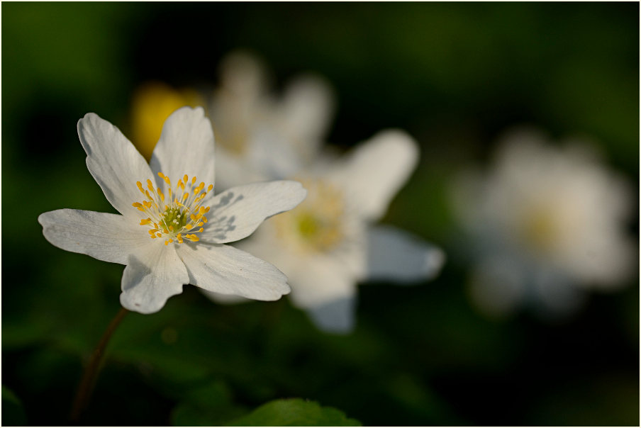 Buschwindröschen, weiss (Anemone nemorosa)