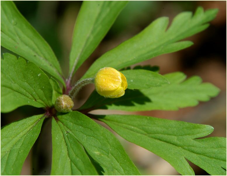 Buschwindröschen, gelb (Anemone ranunculoides)