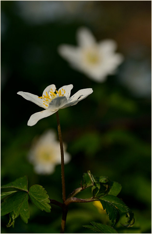 Buschwindröschen, weiss (Anemone nemorosa)