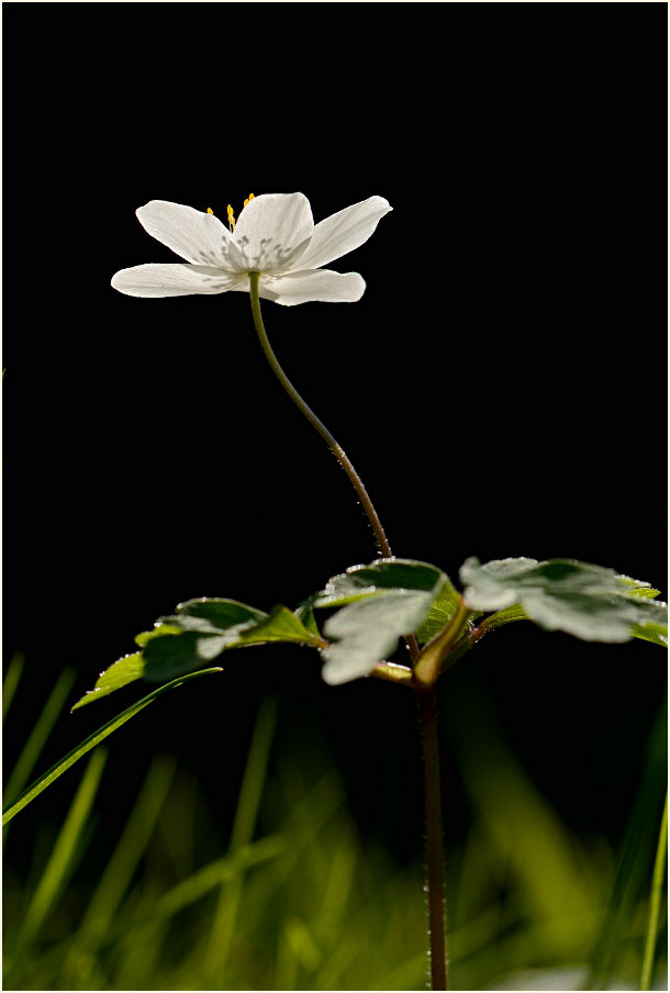 Buschwindröschen, weiss (Anemone nemorosa)