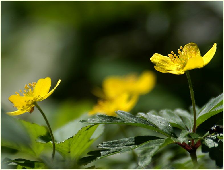 Buschwindröschen, gelb (Anemone ranunculoides)