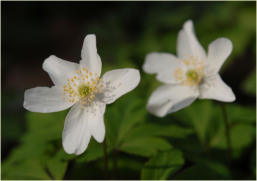 Buschwindröschen, weiss (Anemone nemorosa)