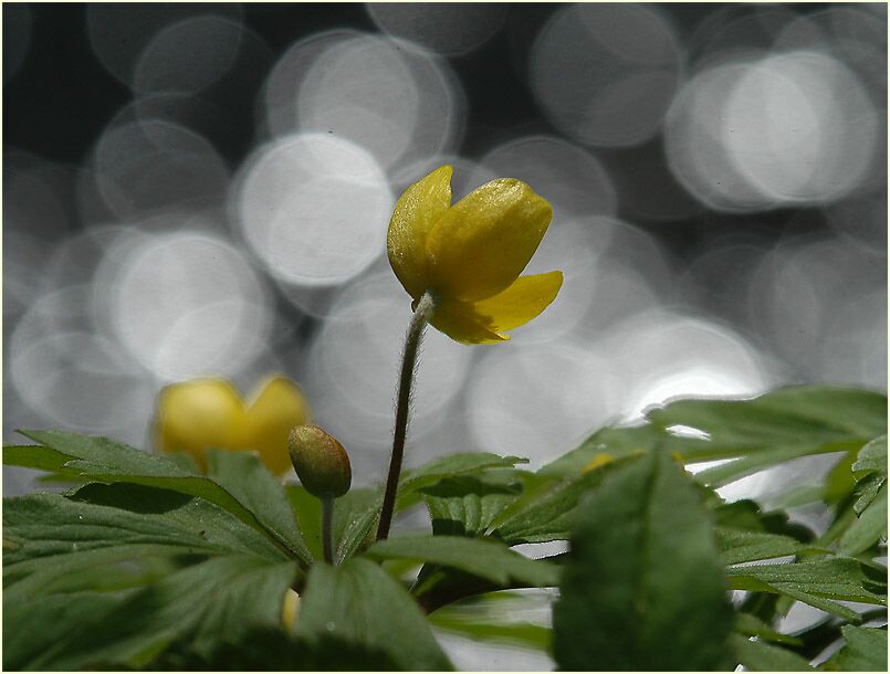 Buschwindröschen, gelb (Anemone ranunculoides)