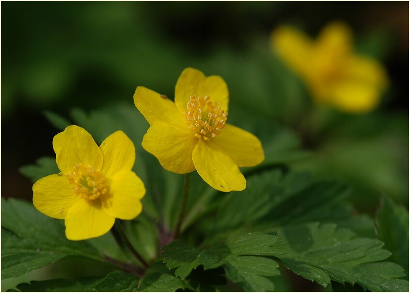 Buschwindröschen, gelb (Anemone ranunculoides)