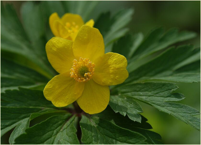 Buschwindröschen, gelb (Anemone ranunculoides)