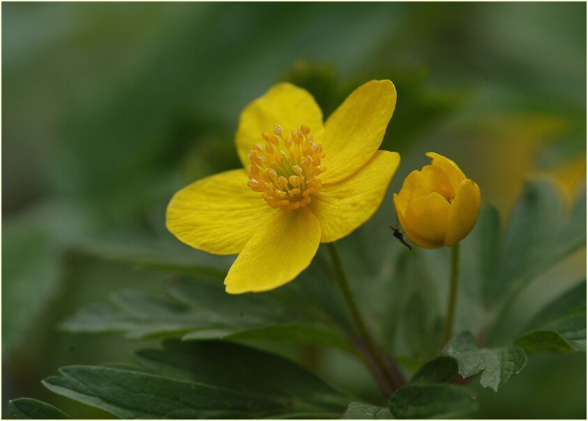 Buschwindröschen, gelb (Anemone ranunculoides)