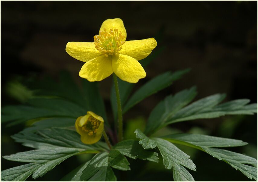 Buschwindröschen, gelb (Anemone ranunculoides)