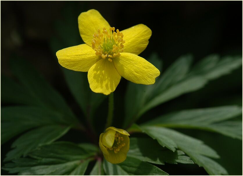 Buschwindröschen, gelb (Anemone ranunculoides)