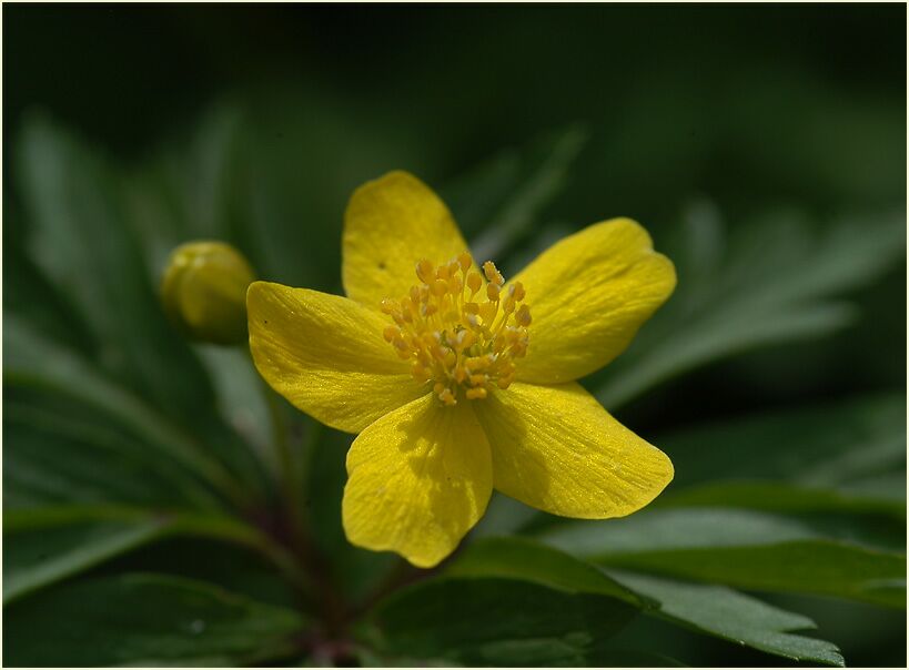 Buschwindröschen, gelb (Anemone ranunculoides)