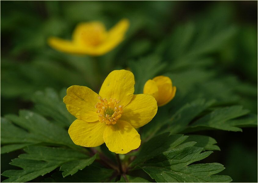 Buschwindröschen, gelb (Anemone ranunculoides)