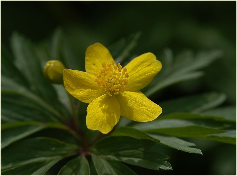 Buschwindröschen, gelb (Anemone ranunculoides)