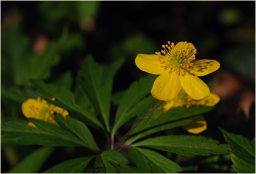 Buschwindröschen, gelb (Anemone ranunculoides)