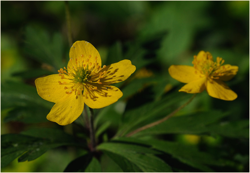 Buschwindröschen, gelb (Anemone ranunculoides)